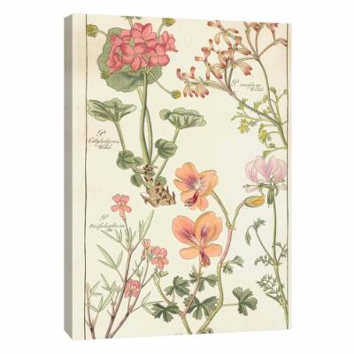 PTM Images 12 in. X 10 in. ''Geranaiaceae Plate 319'' Printed Canvas Wall Art, Multicolored
