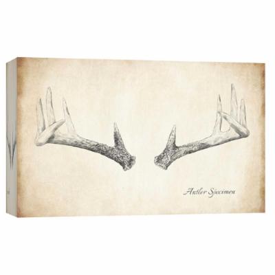 PTM Images 10 in. X 12 in. ''Antler Specimen B'' Printed Canvas Wall Art, Multicolored