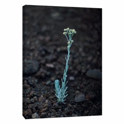 PTM Images 12 in. X 10 in. ''Hawaii Flower B'' Printed Canvas Wall Art, Multicolored