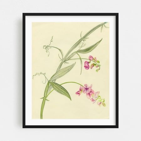 Sweet Pea Flowers - Drawing Botanical Floral Nature Flowers Pastel Minimalist Line Art Black Framed Wall Art Print 12 X 16 Inches