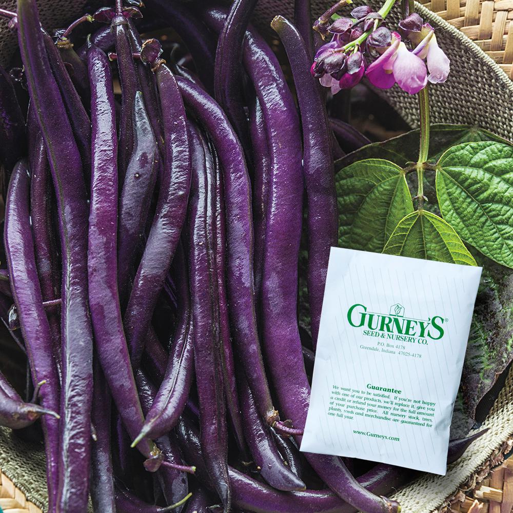 Gurney's Bush Bean Purple Queen Improved (2 Oz. Seed Packet)