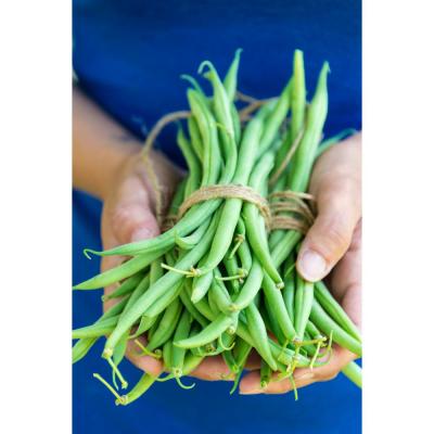 Gurney's Bush Bean Accelerate (2 Oz. Packet) thumbnail