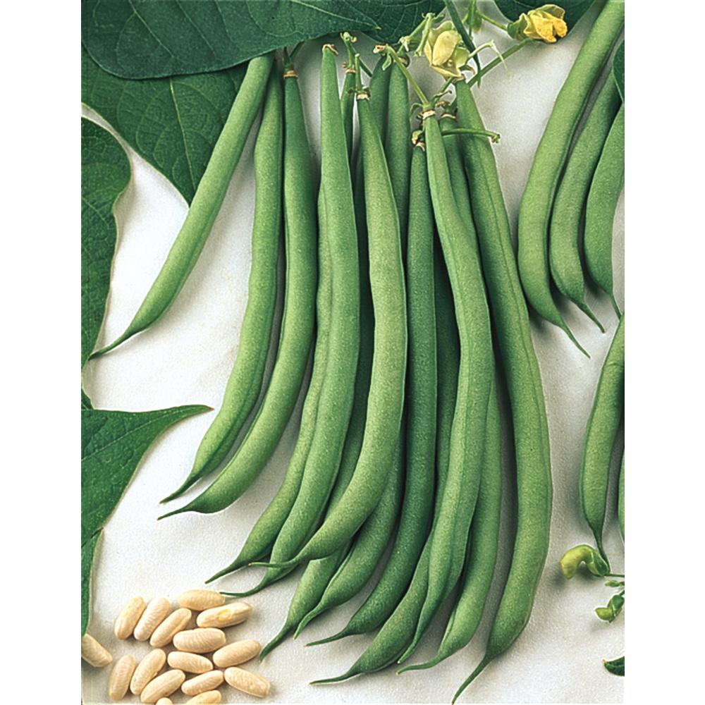 Gurney's Bush Bean Sassy (0.5 Lb. Seed Packet)