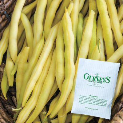 Gurney's Bush Bean Yellow Cherokee Wax (2 Oz. Seed Packet) thumbnail