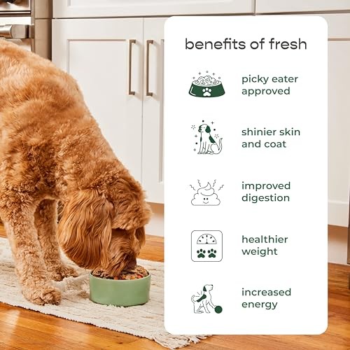 Freshpet Fresh Dog Food, Freshly Roasted Meals, Complete Nutrition Chicken Recipe, 1 Lb thumbnail