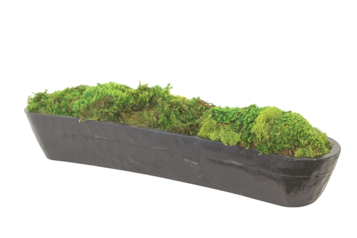 Distinctive Designs 20140 Mood Moss in Black Planter