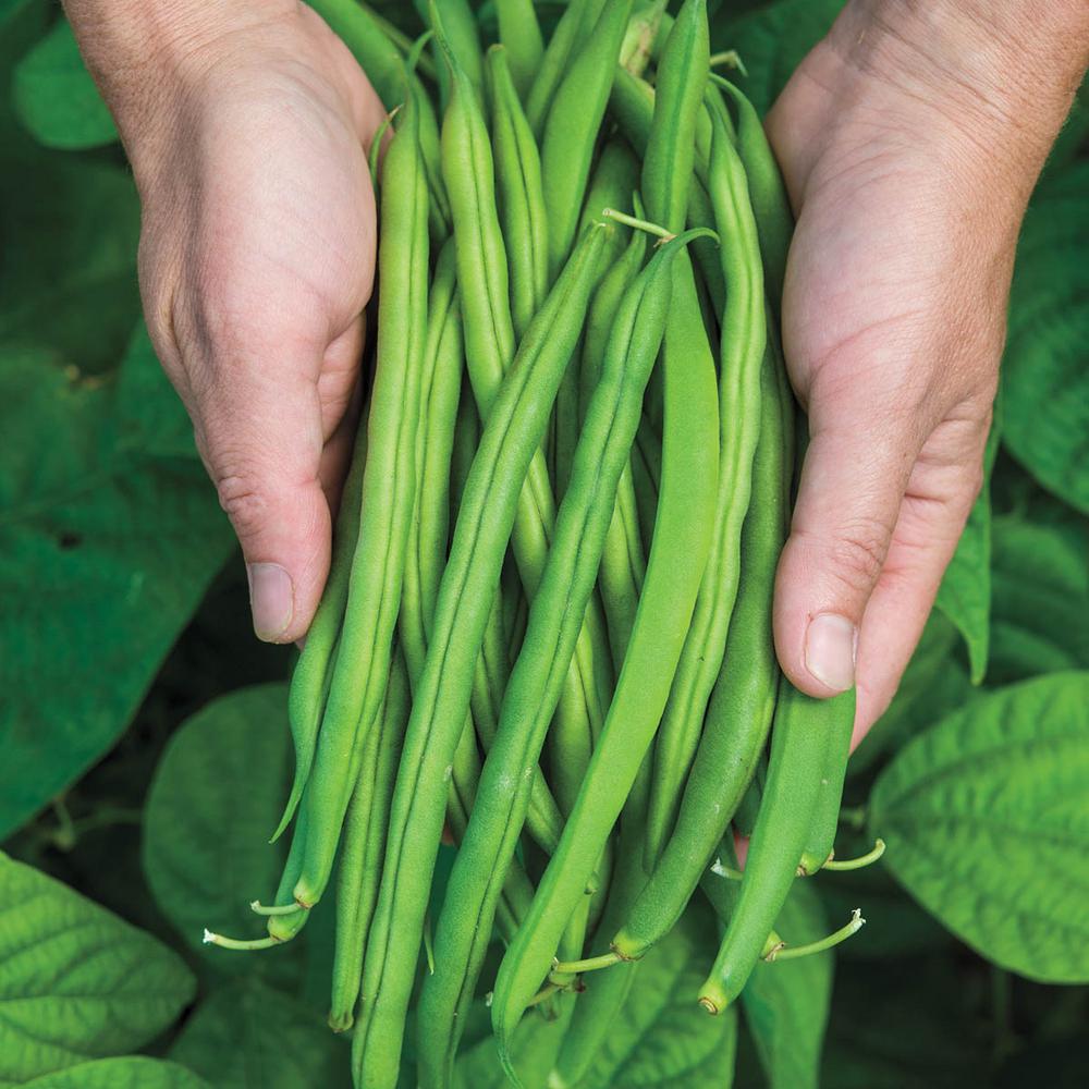 Gurney's Bush Bean Provider (2 Oz. Seed Packet)