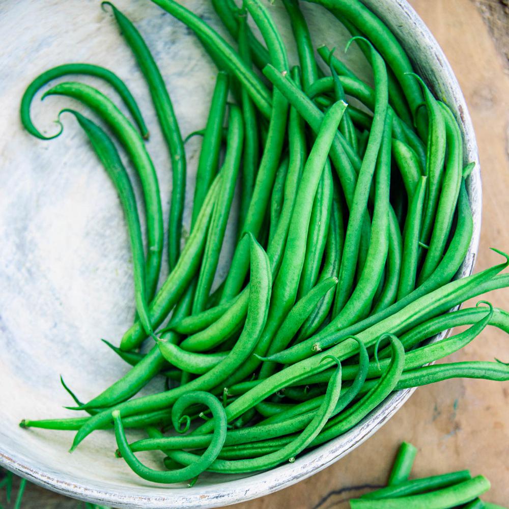 Gurney's Bush Bean Grenada (2 Oz. Seed Packet)