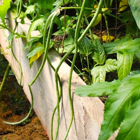 TomorrowSeeds - Bush Green Yard Long Bean Seeds - 30+ Count - for 2025 Planting No Trellising USA