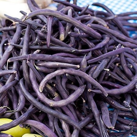Bean Royal Burgundy Bush Great Heirloom Garden Vegetable by Seed Kingdom (5 Lb Seeds)