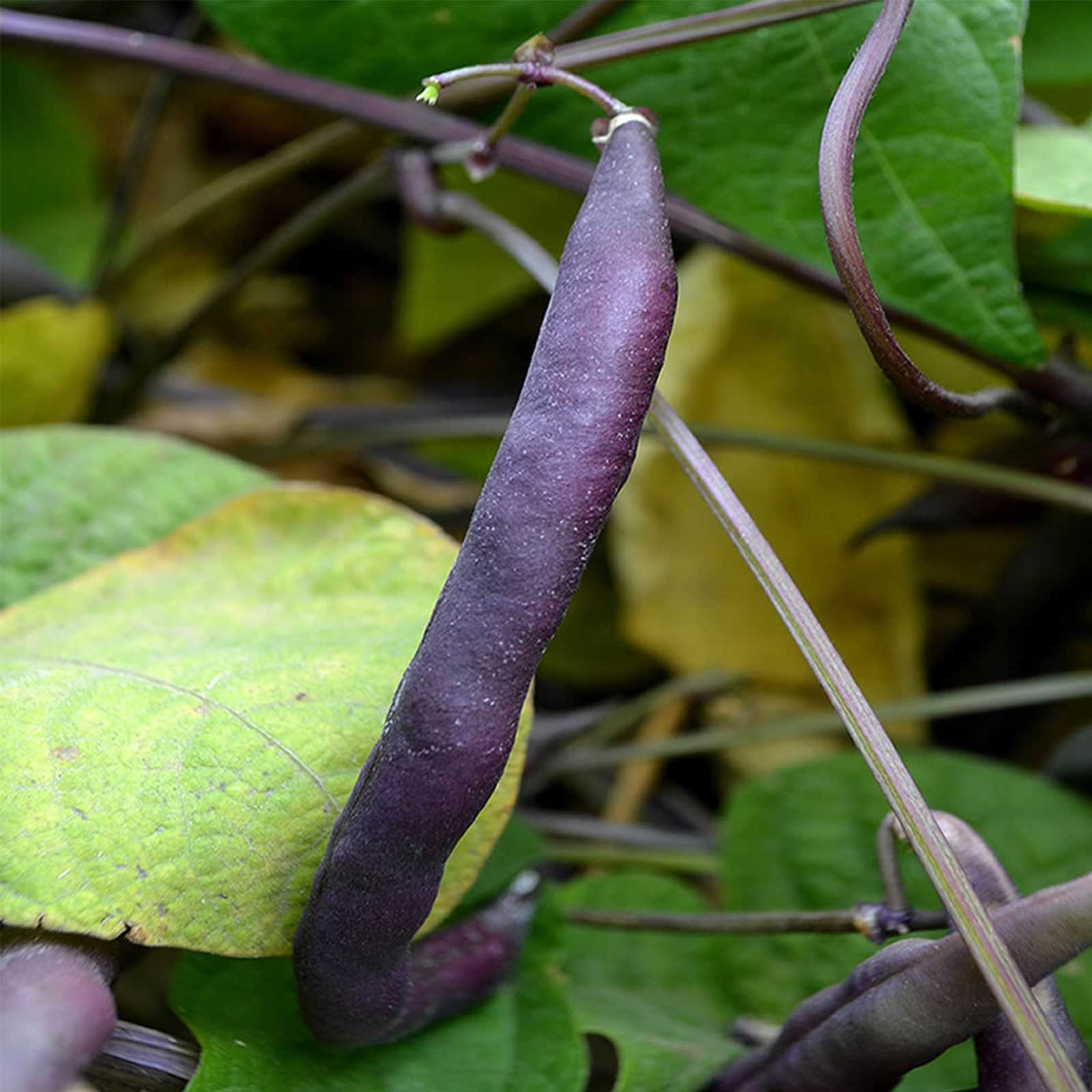 Seeds: Royal Burgundy Bush Bean - 50 Lb Bulk - Non-GMO Heirloom -Farm