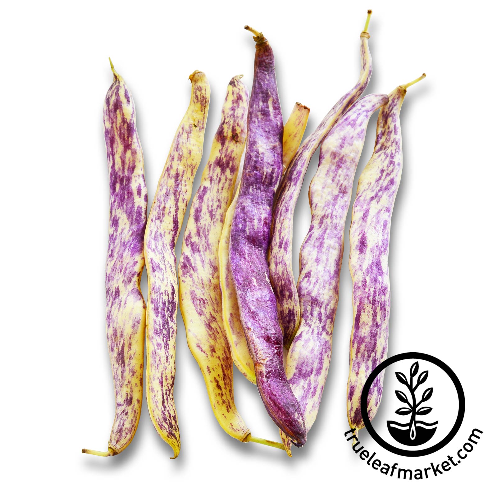Dragons Tongue Wax Bush Bean Garden Seeds - 5 Lb - Non-GMO  Organic  Heirloom Vegetable Gardening Seeds