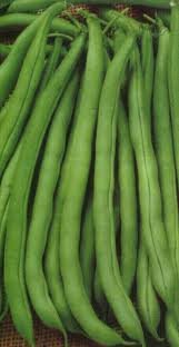 The Dirty Gardener Heirloom Tenderette Stringless Bush Beans - 1 Pound