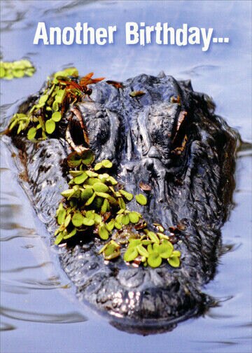 Sneaky Alligator Funny Birthday Card - Greeting Card by Oatmeal Studios