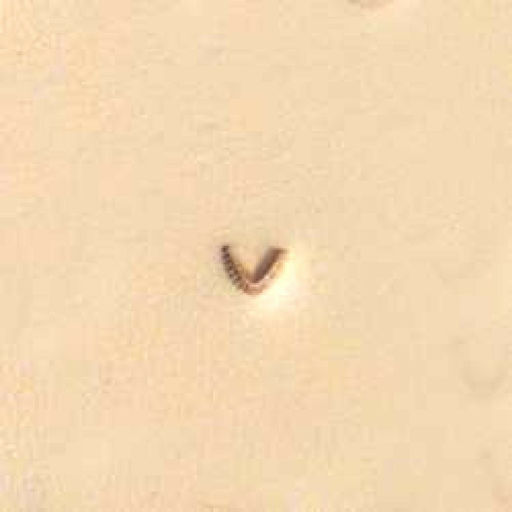 Mule Foot Stamp U858 6858 by Tandy Leather Craftool Leather Stamping