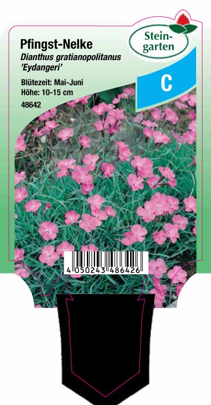 6 X Dianthus Gratianopolitanus Eydangeri - Pfingst-Nelken SIX Pack EUR 2,99 / Pfl.