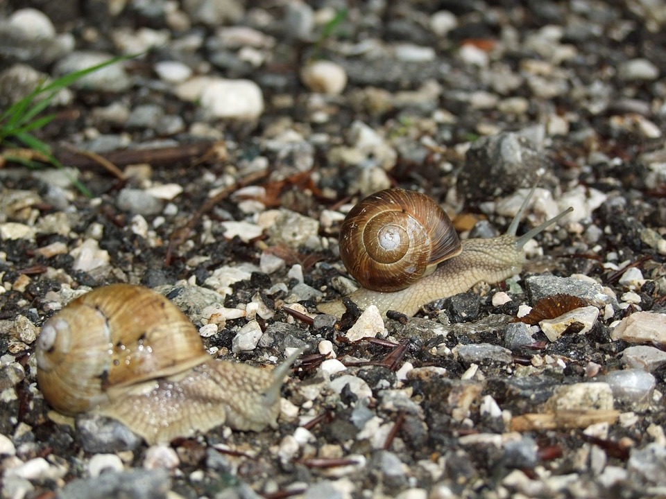 Peel-n-Stick Poster of Nature Wood Line Water Snail Path Poster 24x16 Adhesive Sticker Poster Print