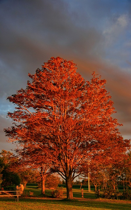 Sunset Golden Hour Tree Fall-20 Inch by 30 Inch Laminated Poster with Bright Colors and Vivid Imagery-Fits Perfectly in Many Attractive Frames