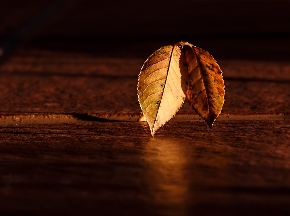 Autumn Leaf Golden Hour Dawn Light and Dark-20 Inch by 30 Inch Laminated Poster with Bright Colors and Vivid Imagery-Fits Perfectly in Many Attractive