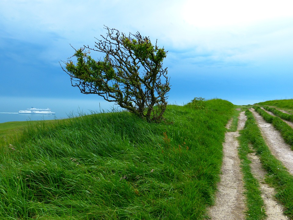 Hiking Path Sea Away Tree Trail Nature Water-20 Inch by 30 Inch Laminated Poster with Bright Colors and Vivid Imagery-Fits Perfectly in Many Attractiv