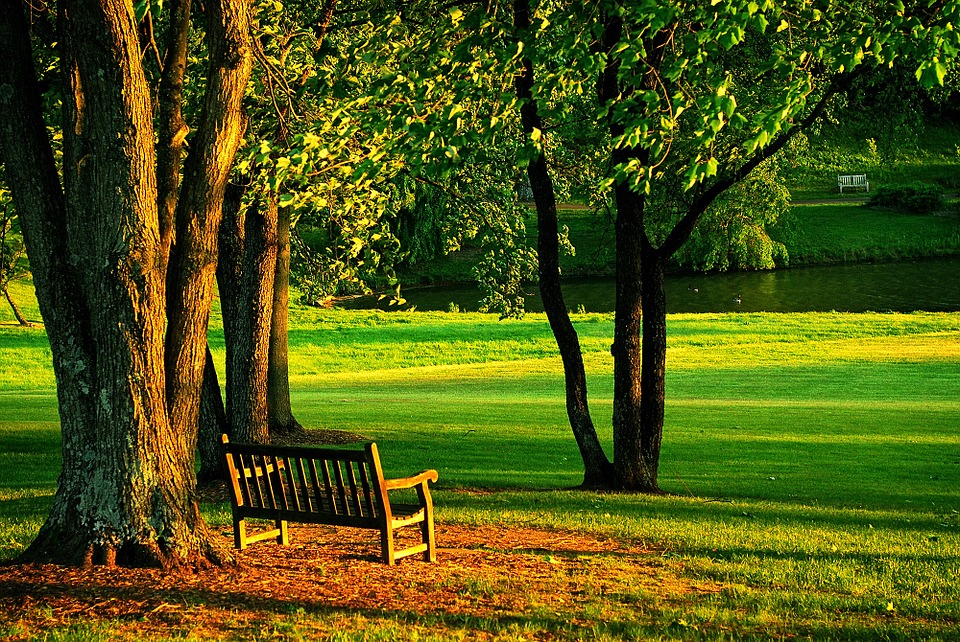 Peel-n-Stick Poster of Golden Hour Nature Meadowlark Tree Park Bench Poster 24x16 Adhesive Sticker Poster Print
