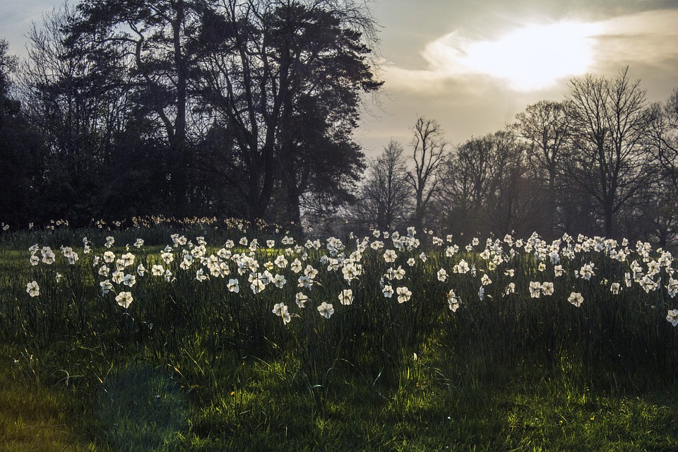 Hour Golden Daffodil Flower Light Bed Narcissus-20 Inch by 30 Inch Laminated Poster with Bright Colors and Vivid Imagery-Fits Perfectly in Many Attrac