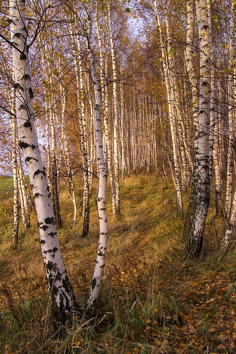 Forest the Path Golden Hour Tree Birch Autumn-20 Inch by 30 Inch Laminated Poster with Bright Colors and Vivid Imagery-Fits Perfectly in Many Attracti