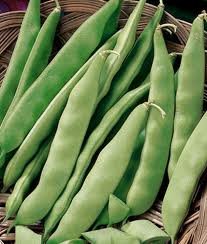 The Dirty Gardener Heirloom Burpee Stringless Bush Beans - 1 Pound
