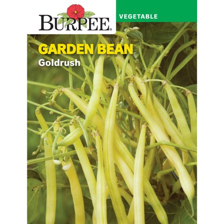 Burpee Goldrush Garden Bean Seeds - Non-GMO  Bush Bean  Vegetable Gardening Seeds  21g  1-Pack