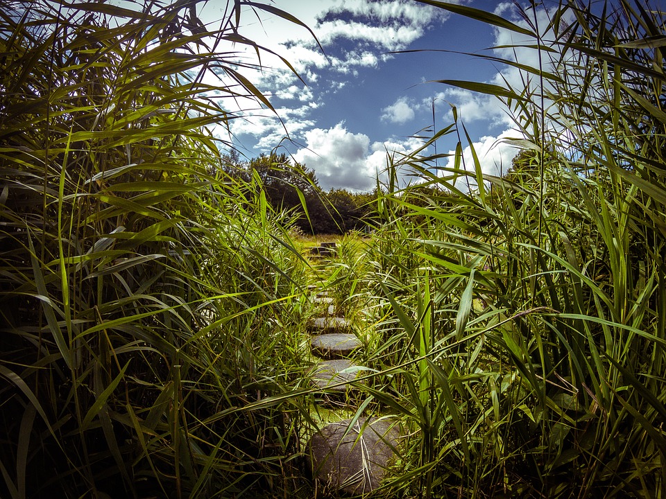Green Reed Water Path Stones-12 Inch by 18 Inch Laminated Poster with Bright Colors and Vivid Imagery-Fits Perfectly in Many Attractive Frames