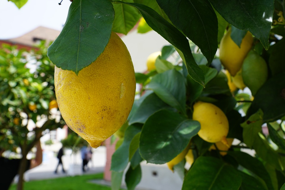 Peel-n-Stick Poster of Sour Fruit Lemon Tree Green Lemon Tree Poster 24x16 Adhesive Sticker Poster Print