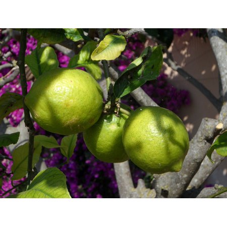 Citrus Lemon Tree Citrus Fruits Sour Lemons Fruit-20 Inch by 30 Inch Laminated Poster with Bright Colors and Vivid Imagery-Fits Perfectly in Many Attr
