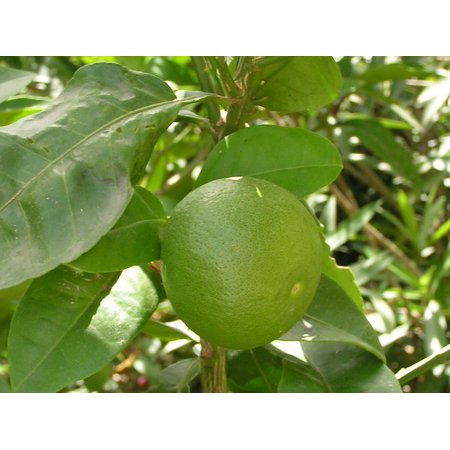Peel-n-Stick Poster of Sour Citrus Fruits Vitamins Food Limone Fruit Poster 24x16 Adhesive Sticker Poster Print