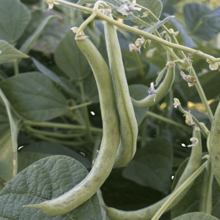 Everwilde Farms - 1/4 Lb Contender Green Bush Bean Seeds - Gold Vault Bulk Seed Packet