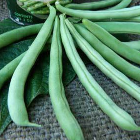 Tendergreen Bush Bean - 25 LB Bulk ~28,000 Seeds - Non-GMO, Open Pollinated, Heirloom, Vegetable Gardening Seeds