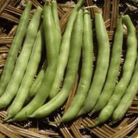 Everwilde Farms - 1 Lb Slenderette Green Bush Bean Seeds - Gold Vault Bulk Seed Packet