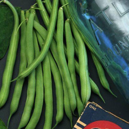 Organic Bush Blue Lake 274 Bean 1/2 OZ ~36 Seeds - Organic Non-GMO Open Pollinated Heirloom Vegetable Gardening Seeds