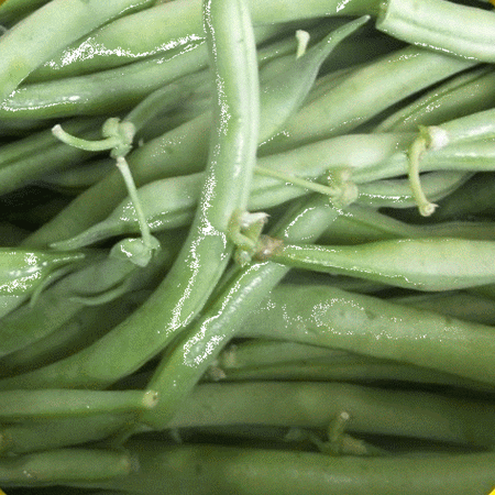 Everwilde Farms - 1/4 Lb Landreth Stringless Green Bush Bean Seeds - Gold Vault Bulk Seed Packet