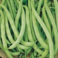 The Dirty Gardener Tendergreen Improved Bush Beans Seeds - 5 Pounds