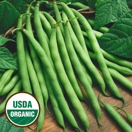 Everwilde Farms - 1/4 Lb Organic Provider Green Bush Bean Seeds - Gold Vault Bulk Seed Packet