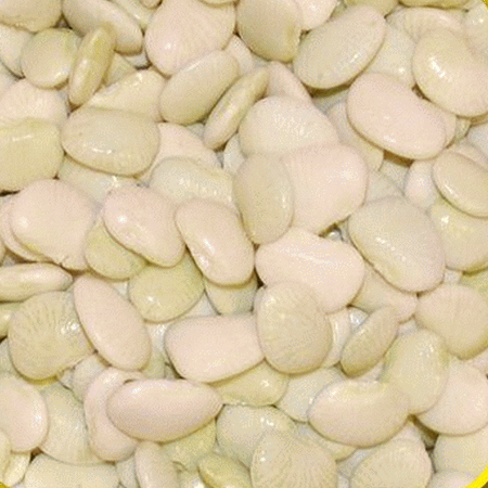 Everwilde Farms - 1/4 Lb Henderson Bush Lima Bean Seeds - Gold Vault Bulk Seed Packet