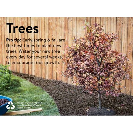 Expert Gardener 5.5G Donald Wyman Crabapple Flowering Tree