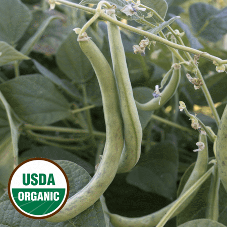 Everwilde Farms - 1 Lb Organic Contender Green Bush Bean Seeds - Gold Vault Bulk Seed Packet