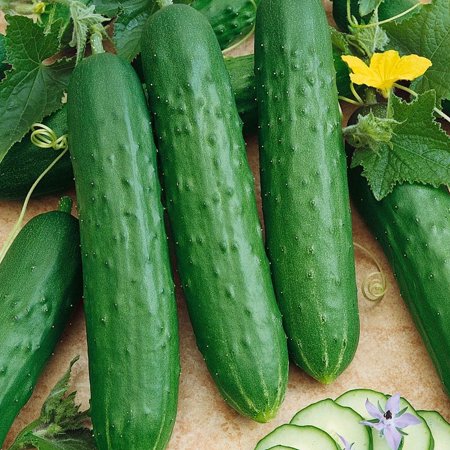 Saladmore Bush Hybrid F1 Cucumber -1 OZ ~700 Non-GMO, Vegetable Garden - Buy Non-GMO, Hybrid Seeds Online - Best Seed Supplier