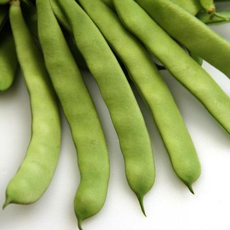 Roma II Bush Beans 1/2 OZ ~32 Seeds - Heirloom Open Pollinated Non-GMO Farm & Vegetable Gardening Seeds