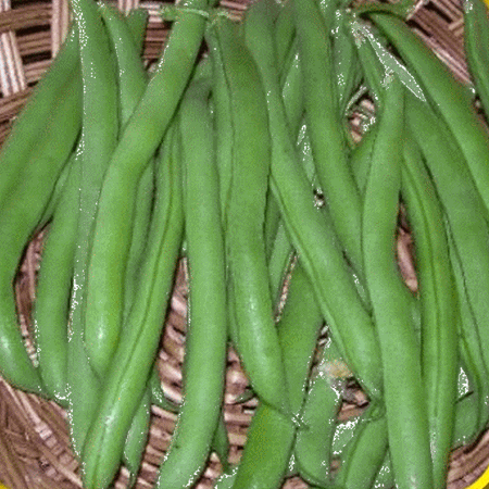 Everwilde Farms Burpee Stringles Green Bush Bean Plant Seeds