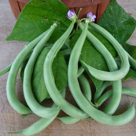 Contender Bush Bean Seeds - 1 LB ~925 Seeds - Heirloom, Open Pollinated, Non-GMO, Farm & Vegetable Gardening Seeds