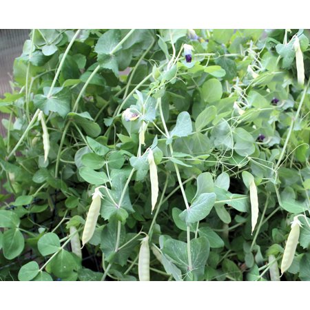 Bean Seeds -Stringless Green POD- 100 Bush Bean Seeds-6 Inch Pods= 100 Seeds -No Staking! High Yields- Long Crisp Tasty -fresh -canned or Frozen Seed 