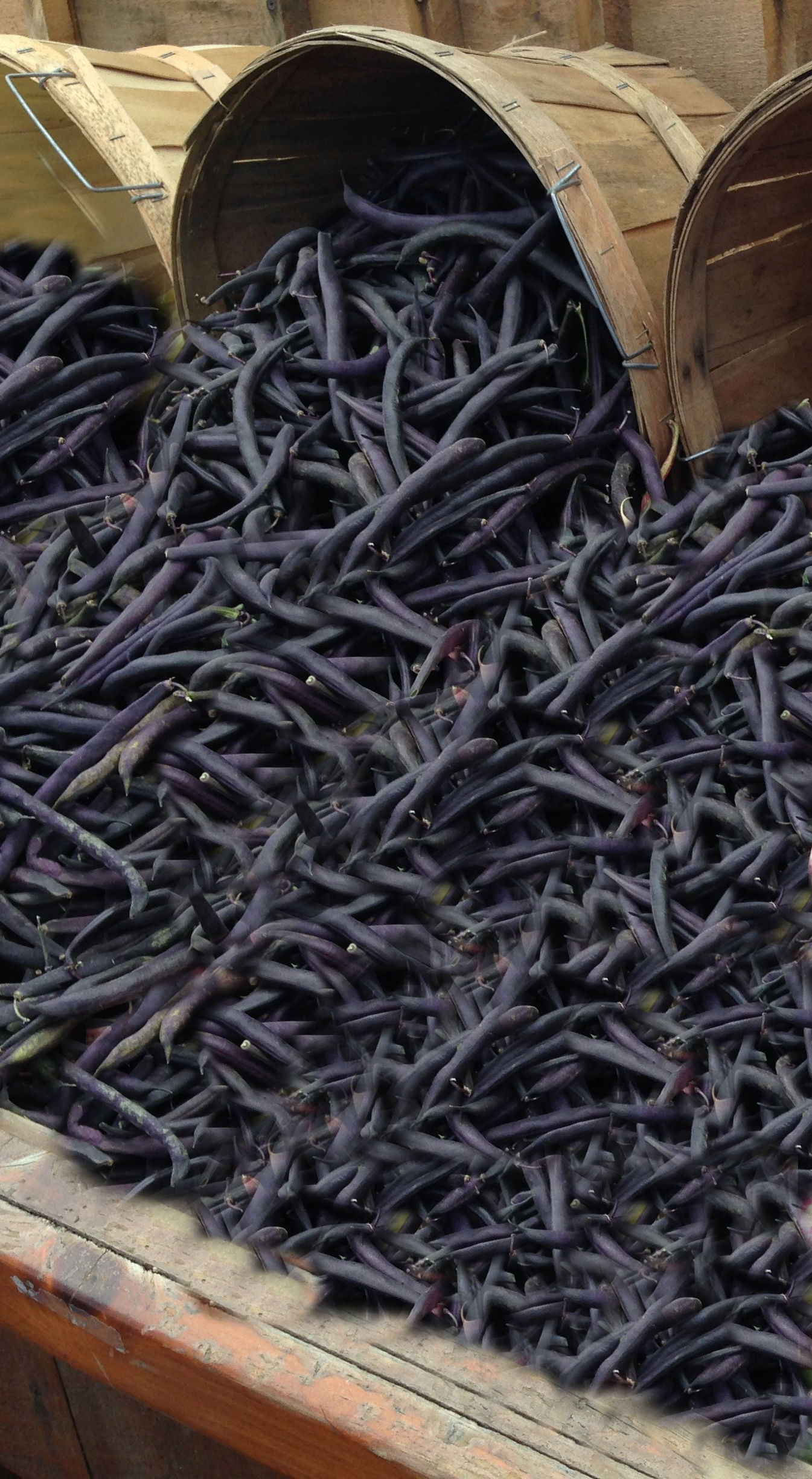 Royalty Purple Pod -75 Bush Bean Seeds -Garden Vegetable- Gourmet Flavor -Fresh Canned or Frozen