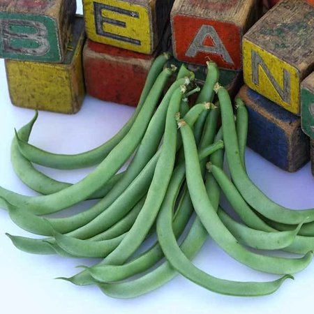 Black Valentine Bush Beans 1 LB ~1,350 Seeds - Heirloom, Open Pollinated - Non-GMO, Vegetable Gardening Seeds